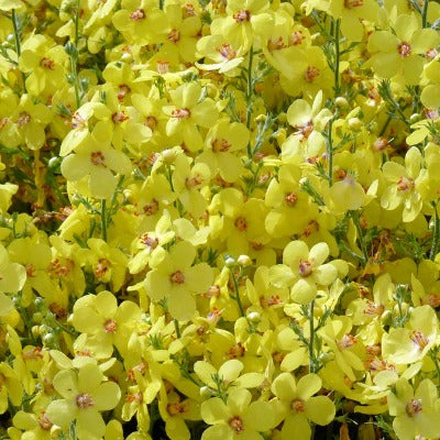 Verbascum Letitia