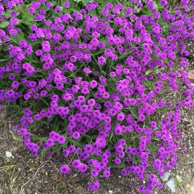 Verbena_rigida.jpg