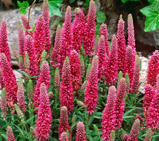 Veronica spicata 'Heidekind'