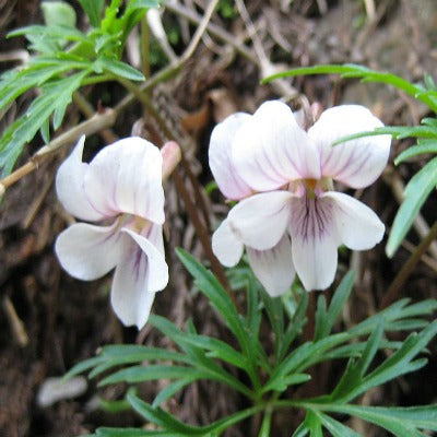 Viola_chaerophylloides_Ben-Zuru