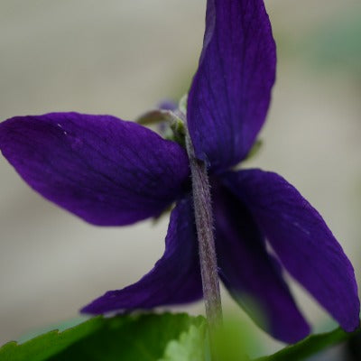 Viola odorata The Czar