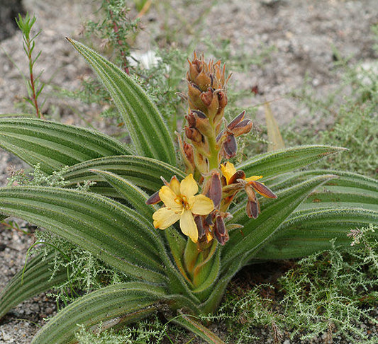 Wachendorfia paniculata