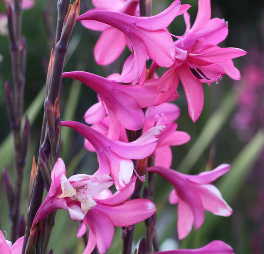 Watsonia barbonica Pink Form