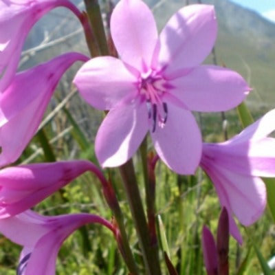 Watsonia_barbonica