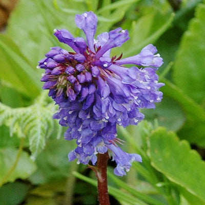 Wulfenia_carinthiaca