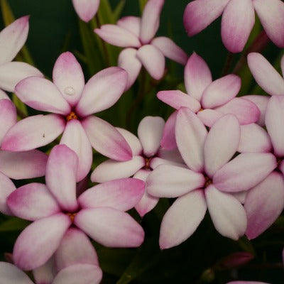 x rhodoxis_Aya_San