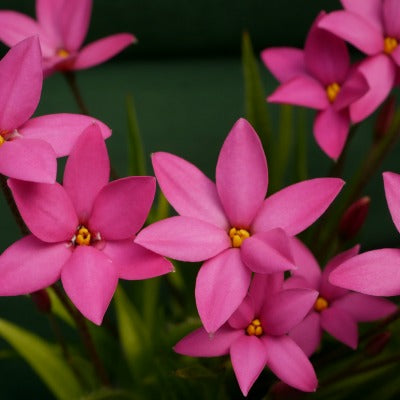 x Rhodoxis_Hebron_Farm_Cerise
