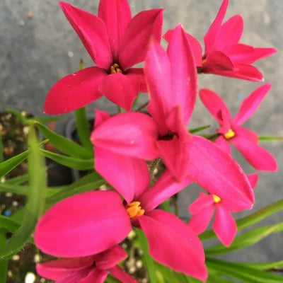 X Rhodoxis_Mrs_Betsy