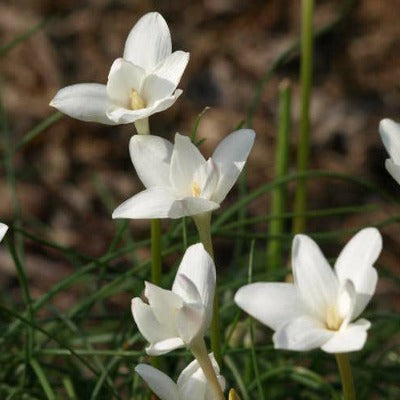 Zephranthes traubii