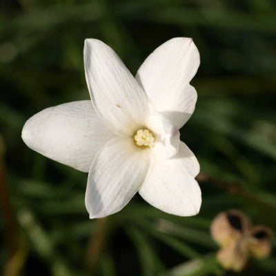 Zephranthes traubii