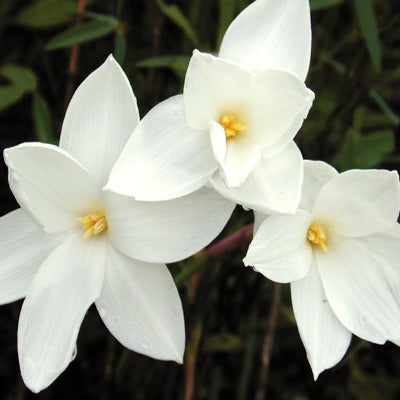 Zephyranthes_drummondii